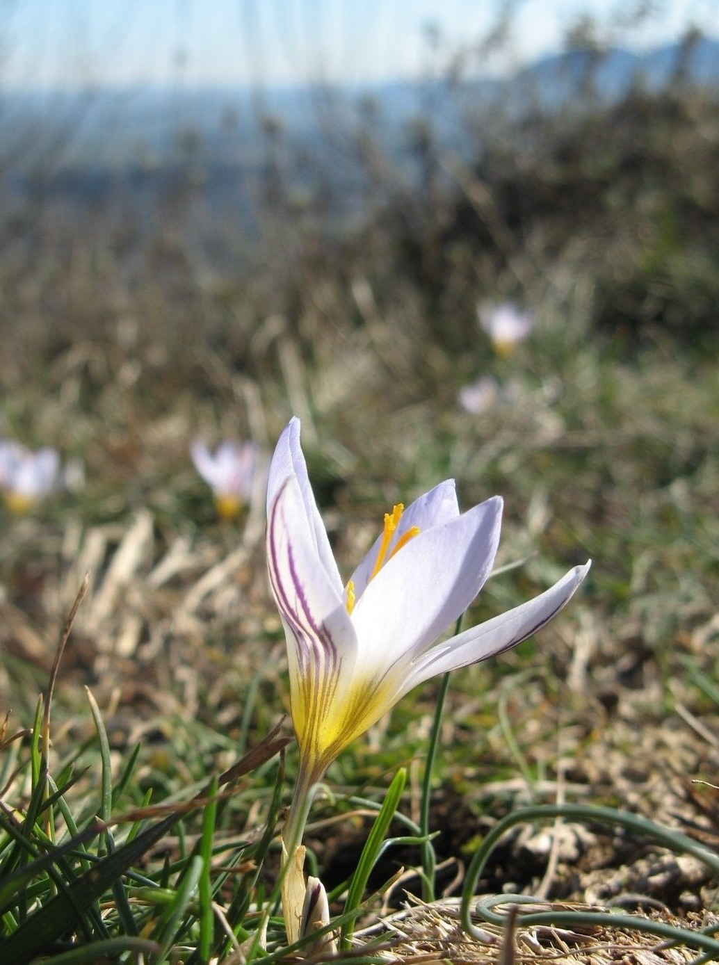 Crocus biflorus / Zafferano selvatico